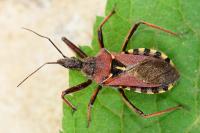 Rhynocoris erythropus