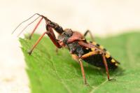 Rhynocoris erythropus