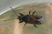 Peritrechus gracilicornis