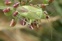 Closterotomus norwegicus