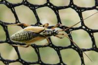 Leptopterna dolabrata