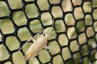 Miridius quadrivirgatus