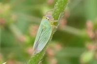 Cicadella viridis