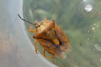 Carpocoris purpureipennis