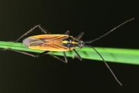 Leptopterna dolabrata