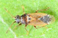 Cymus melanocephalus