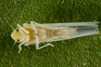 Zygina eburnea
