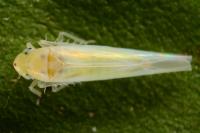 Zygina eburnea