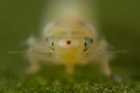 Zygina eburnea