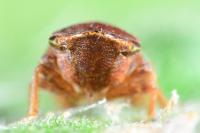 Aphrodes makarovi
