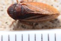 Aphrodes makarovi