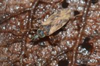 Pachybrachius fracticollis