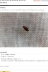 Cardiastethus fasciiventris
