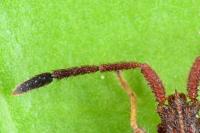 Coriomeris denticulatus