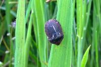 Eurygaster austriaca