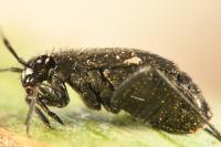 Orthocephalus coriaceus