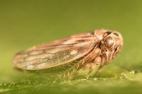 Anaceratagallia ribauti