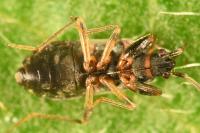 Scolopostethus decoratus