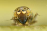 Frutioidia bisignata