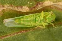 Empoasca pteridis