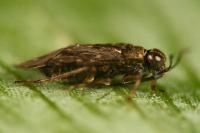 Saldula saltatoria