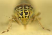 Eupteryx decemnotata