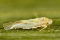 Zygina eburnea