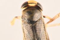 Callicorixa praeusta