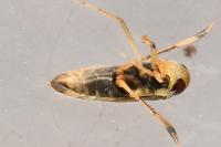 Callicorixa praeusta