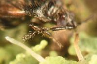 Brachysteles parvicornis