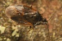 Brachysteles parvicornis