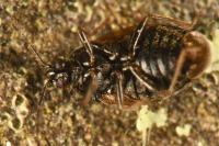 Brachysteles parvicornis