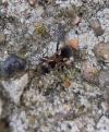 Rhyparochromus vulgaris