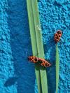 Pyrrhocoris apterus