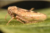 Dryodurgades reticulatus