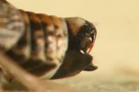 Hyledelphax elegantulus