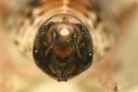 Hyledelphax elegantulus