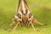 Eurybregma nigrolineata