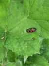 Cercopis vulnerata