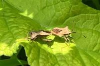Coreus marginatus