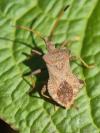 Coreus marginatus