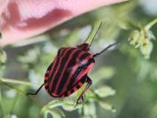 Graphosoma italicum
