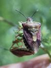 Carpocoris purpureipennis