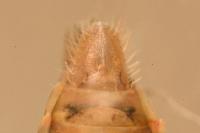 Thamnotettix dilutior