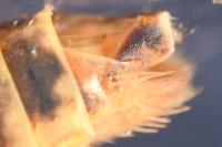 Thamnotettix dilutior