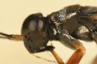 Globiceps fulvicollis