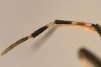 Dicranocephalus medius