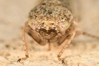 Allygidius atomarius