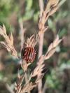 Graphosoma italicum