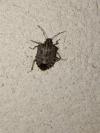 Halyomorpha halys